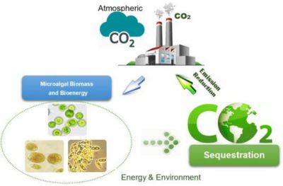 ALGAE FARMING ABSORBS CO2, CREATING MANY SOURCES OF REVENUE