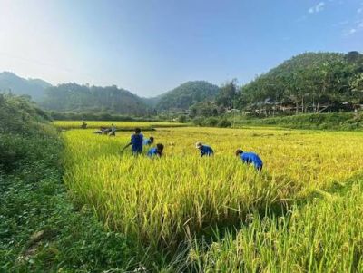 Vai tr&ograve; của amoniac trong sản xuất ph&acirc;n b&oacute;n v&agrave; nhu cầu cho ng&agrave;nh ph&acirc;n b&oacute;n tại Việt Nam